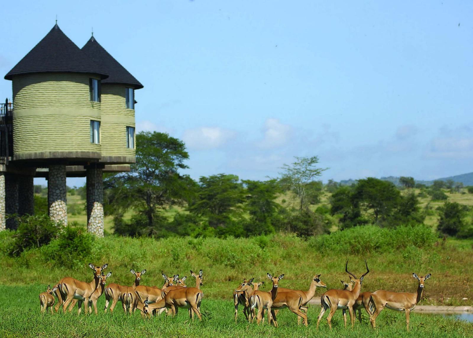 Taita Hills Antilopi